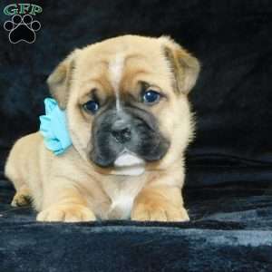 Rowdy, Miniature Bulldog Puppy